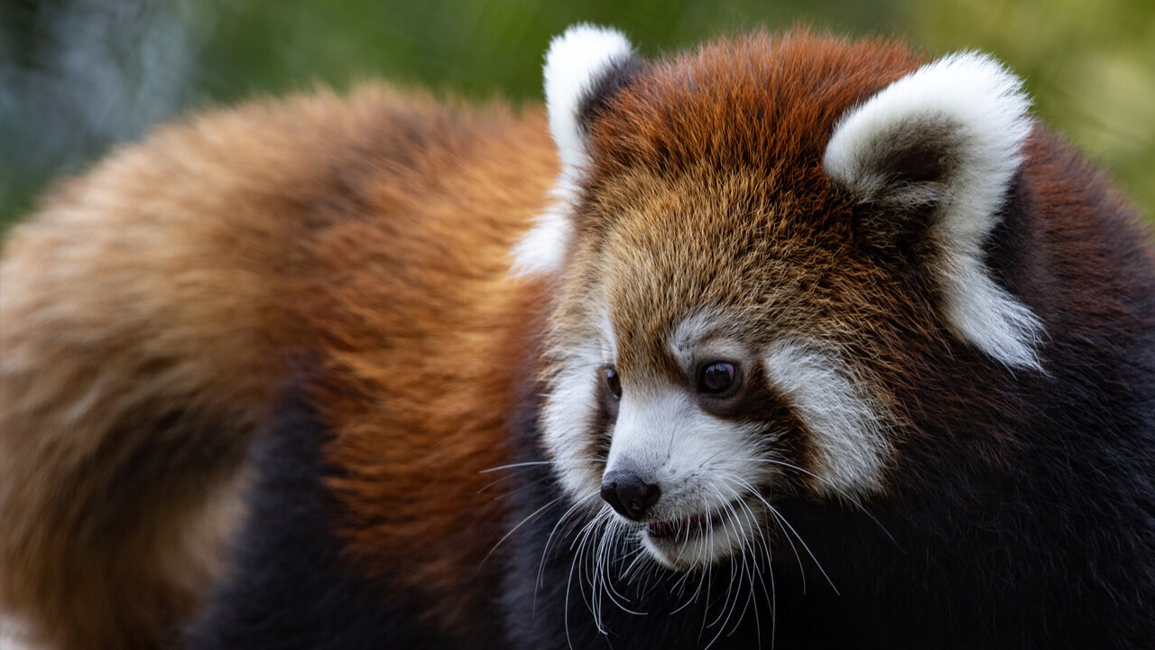 A red panda runs around on a tree limb at the Milwaukee Country Zoo.