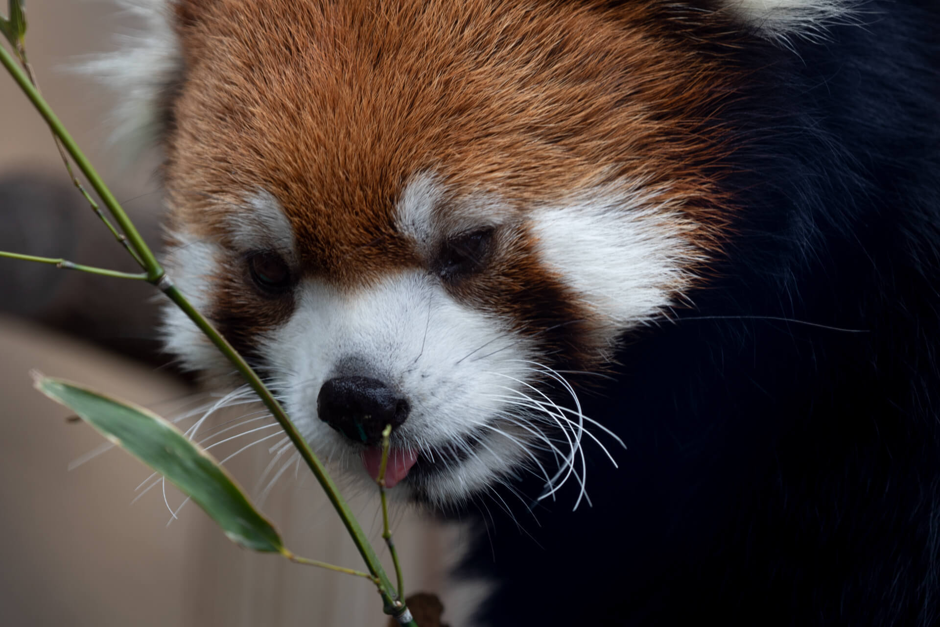 A red panda devours some bamboo leaves.