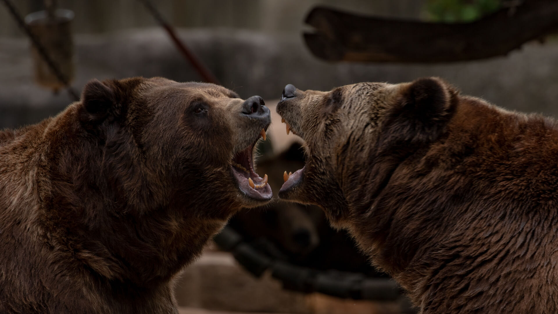 Brown Bear quarrel over the best place to snooze, bear-ing teeth,and throwing paws.