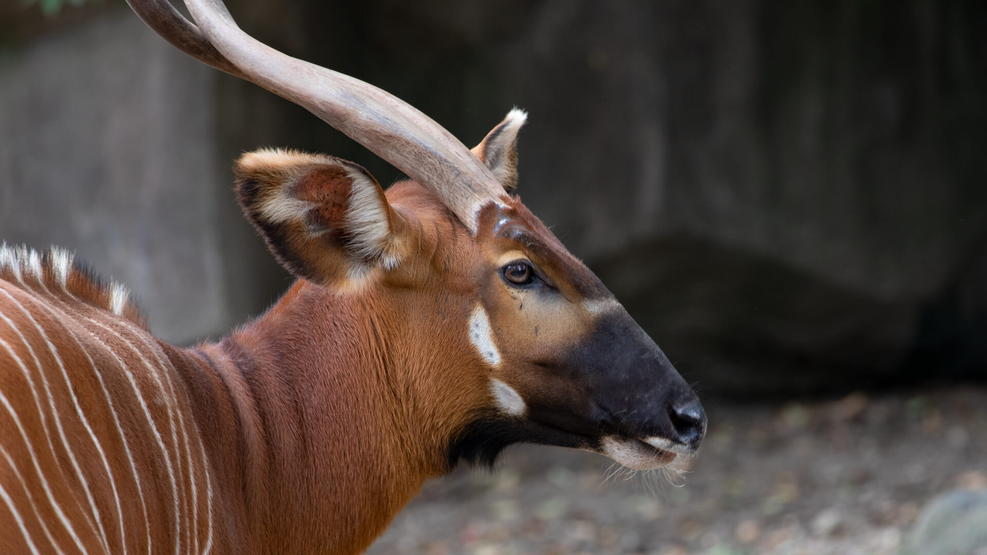 An Eastern Bongo; with spiraled, u-shape horns.