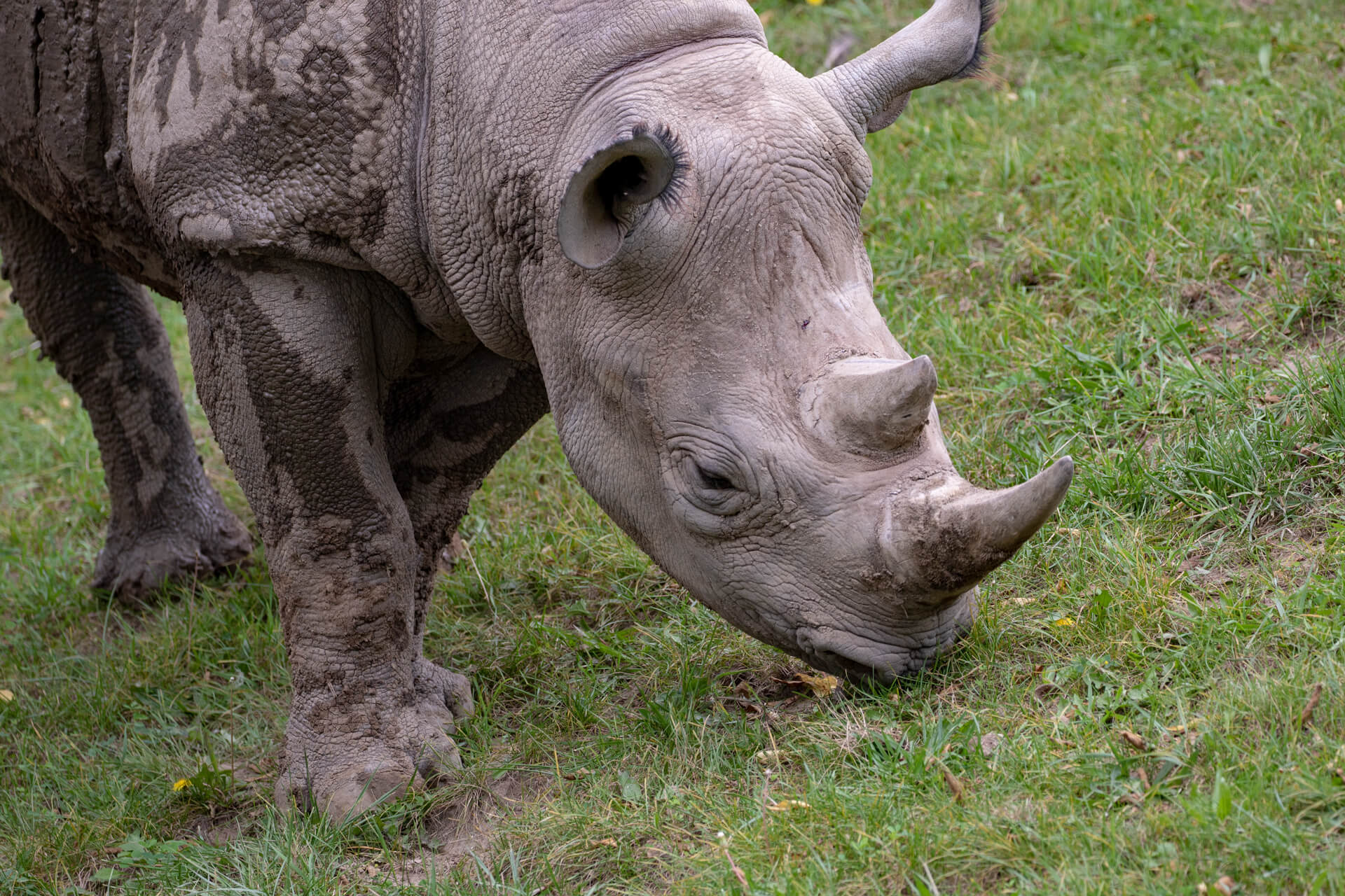A Black Rhino mows the lawn the old-fashioned way.