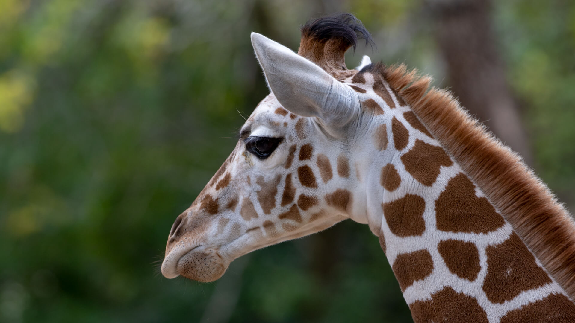 A giraffe pauses, shows off it’s little fluffy ossicones and whiskers.