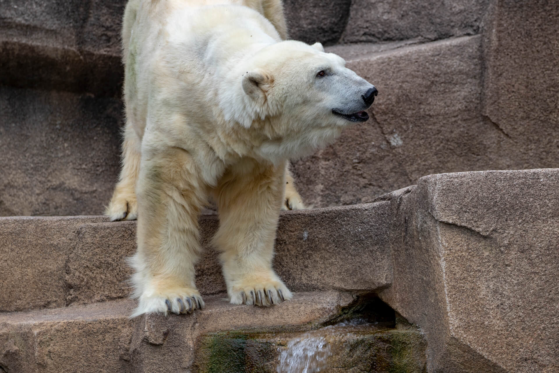 Look at the grin on this Polar Bear’s face. Coca-Cola really perks them up.