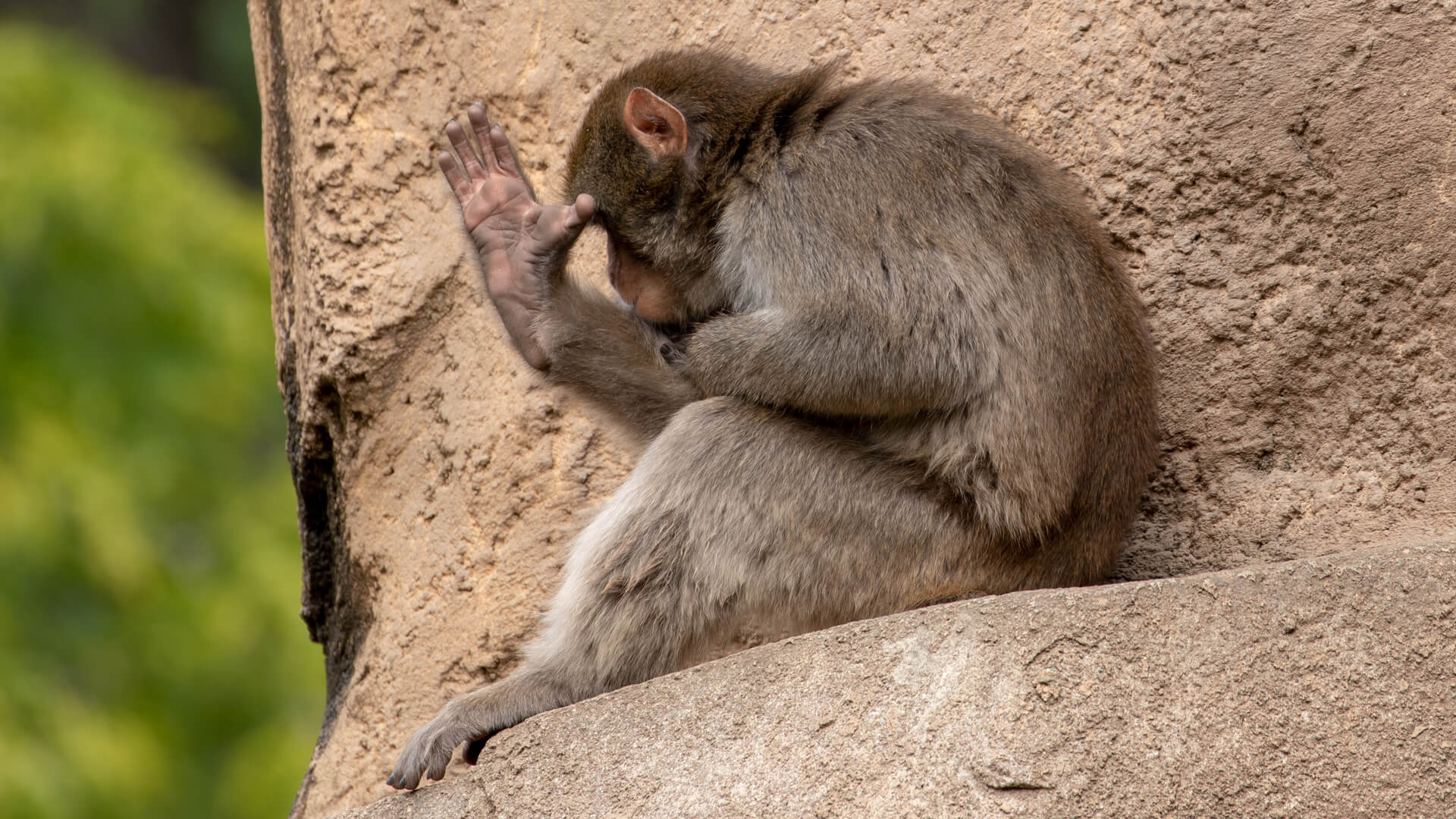 This Japanese macaque does not want to talk to me about his cars extended warranty, and waves me off.