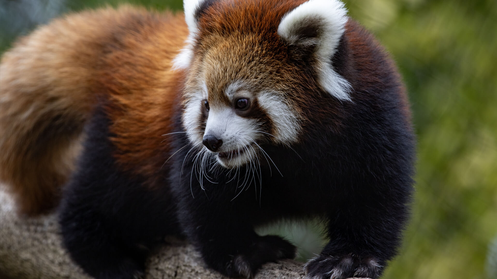 A red panda runs around on a tree limb at the Milwaukee Country Zoo.
