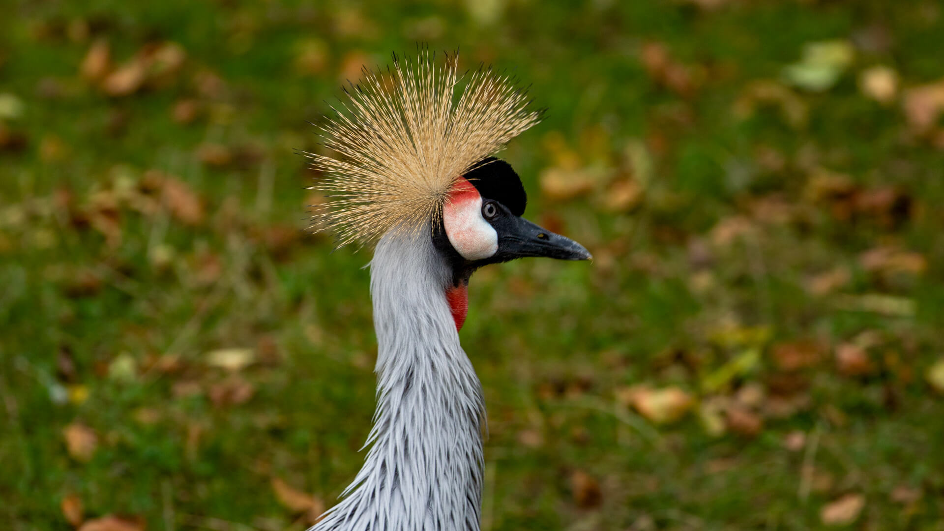 A grey crowned crane struts his fluffy do.