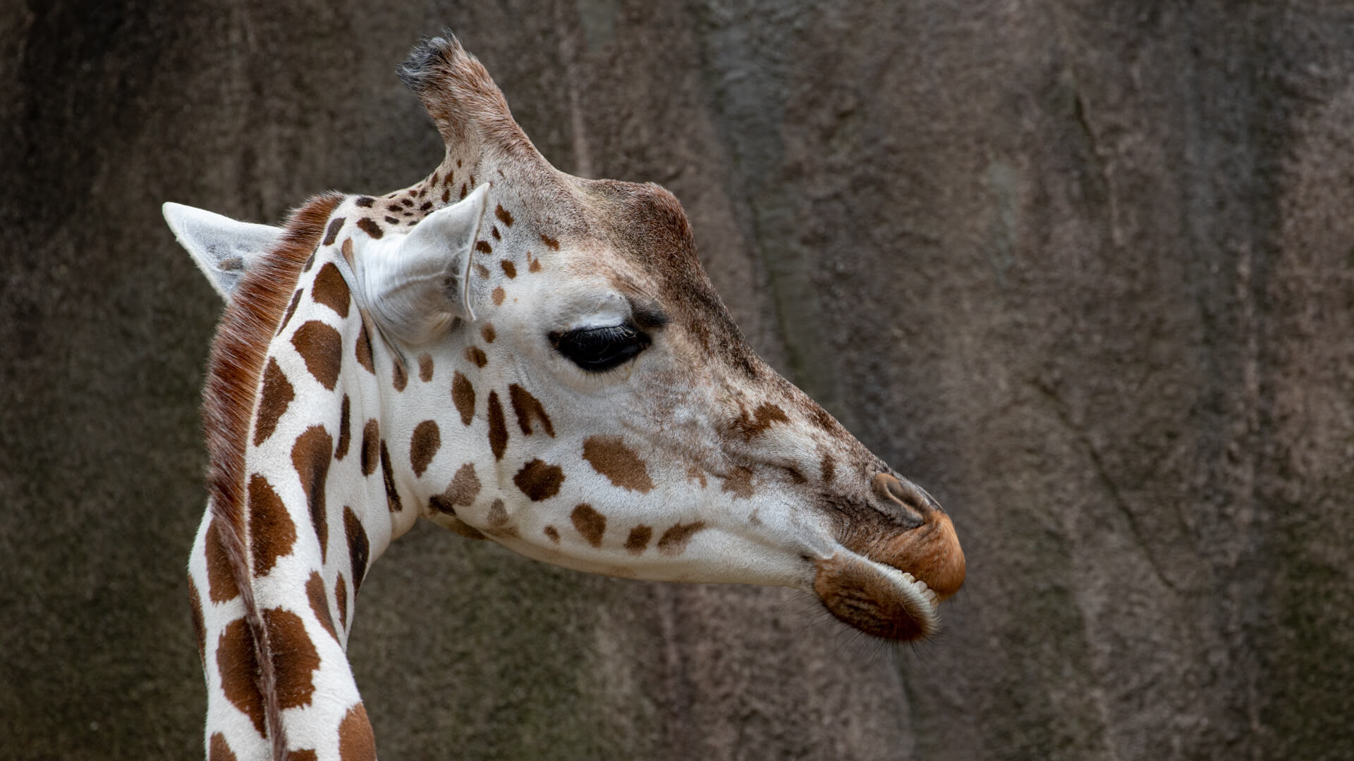 A Milwaukee County Zoo giraffe chewing some leaves.