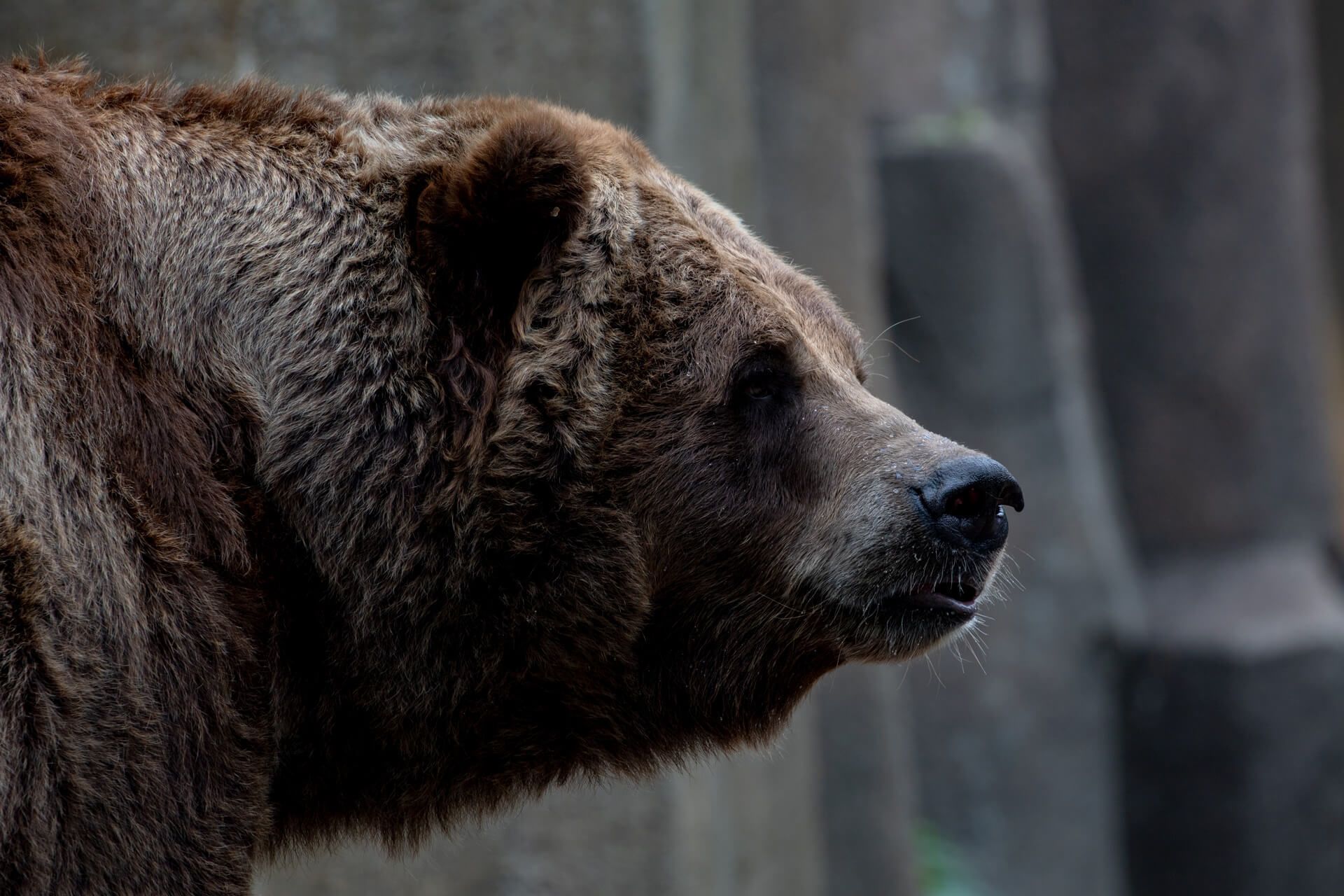 I wouldn’t want to run into this Grizzly in a dark alley, or a light alley either.