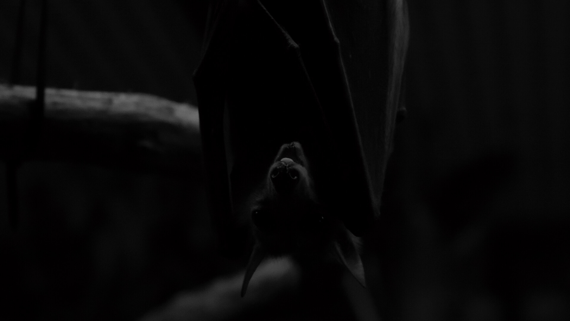 A Straw-colored Fruit Bat chomps on some Lettice. 