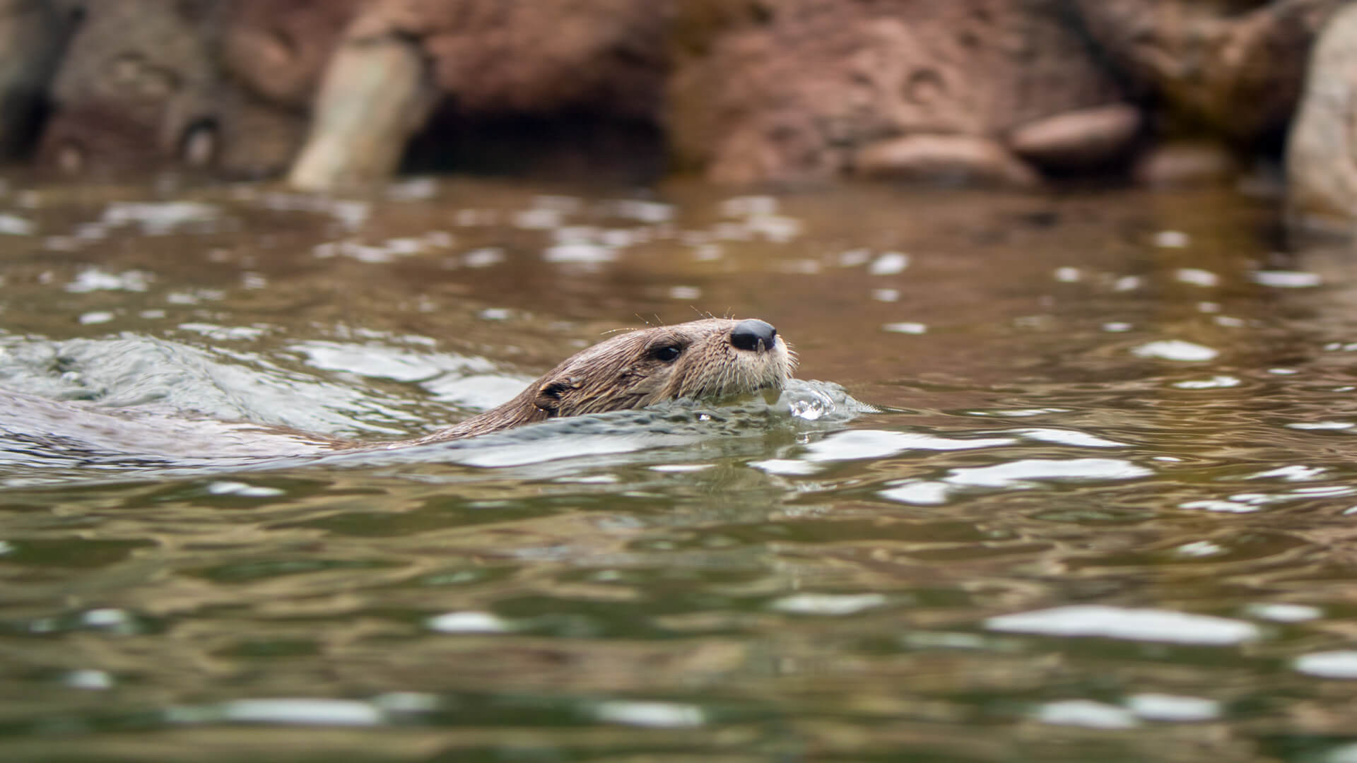 A North American River Otter grabs a breath before slipping back under the water.