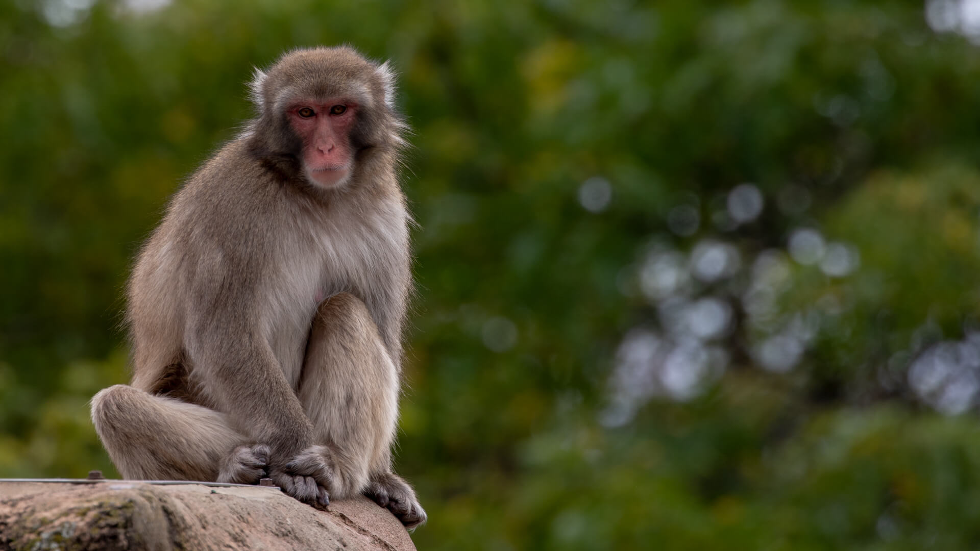 A Japanese macaque (snow monkey) reigns supreme at the highest point of Macaque Island...for a minute.