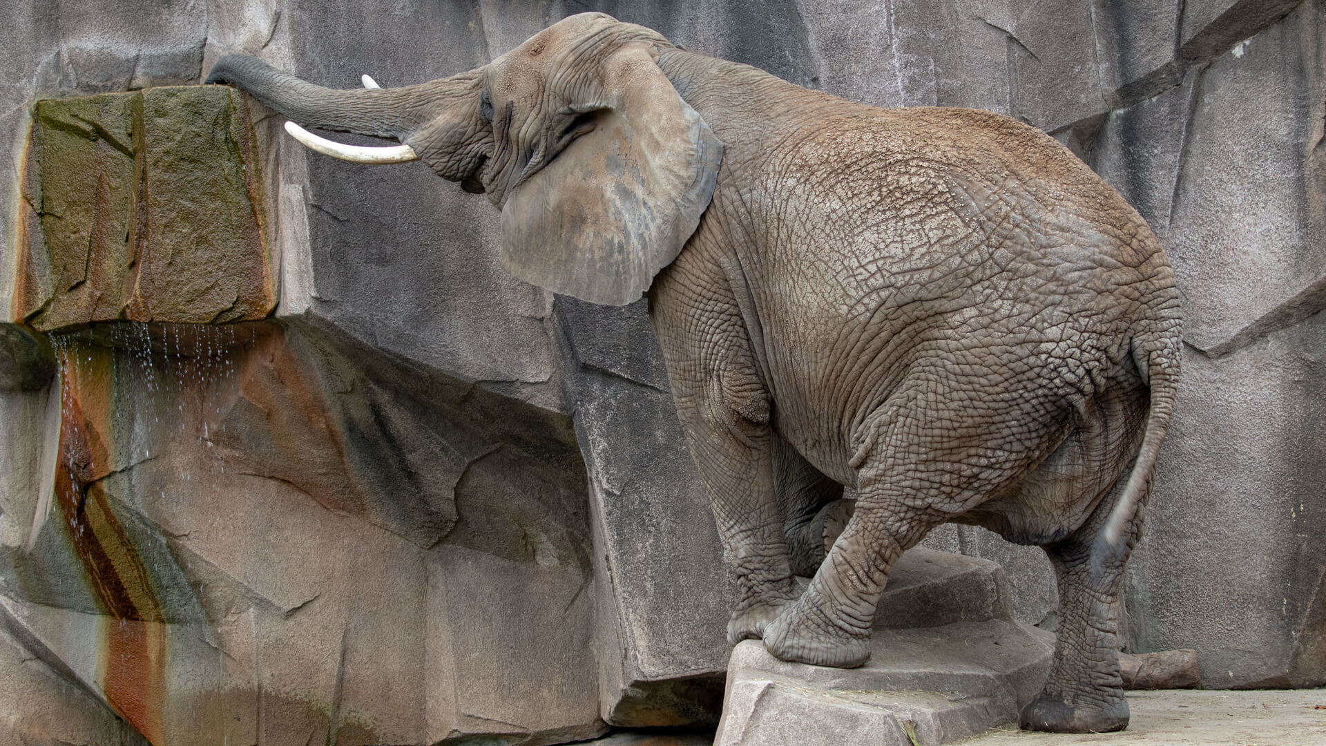 An African elephant stretches for some water that’s more to his liking. 
