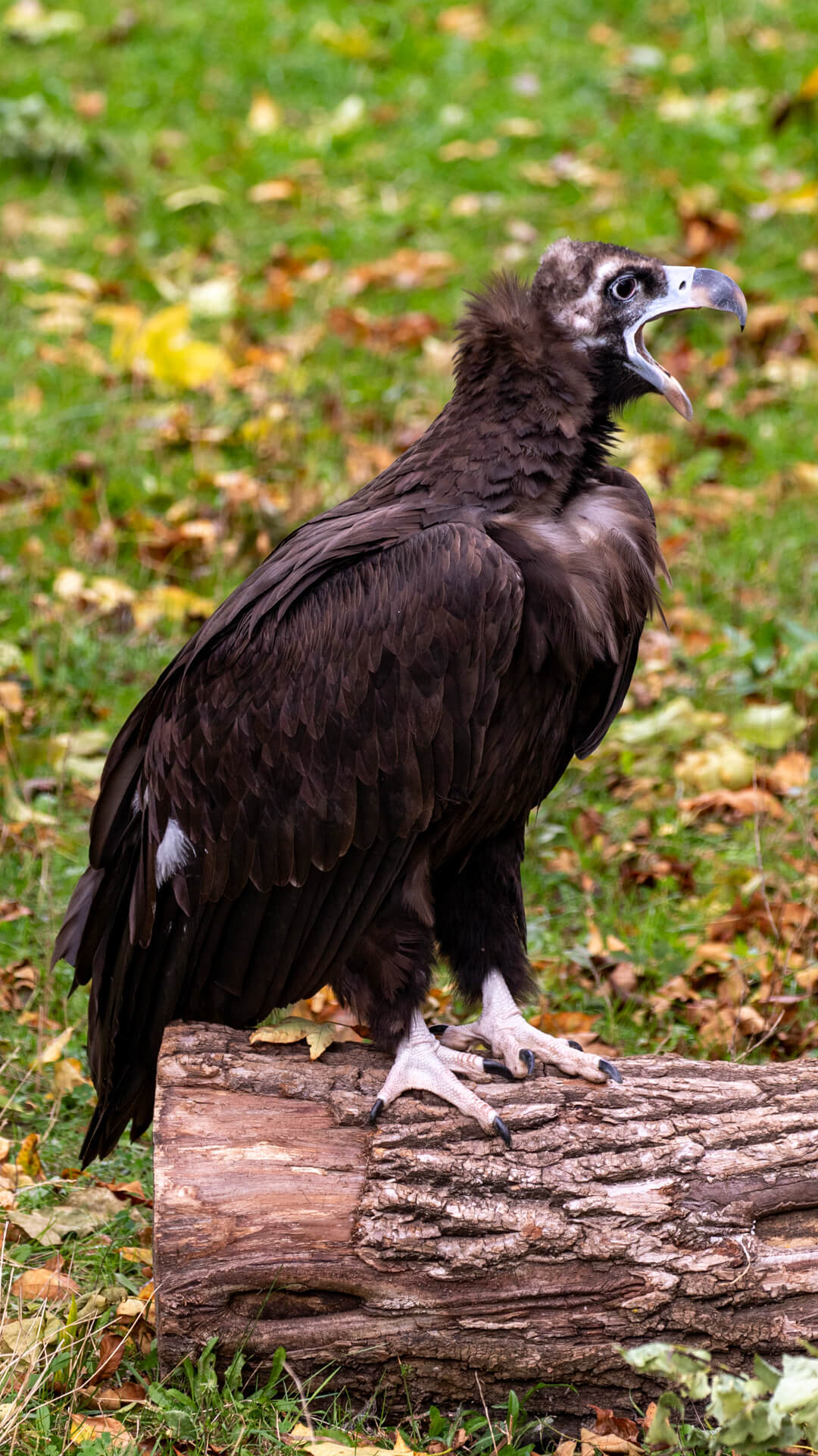 A Cinereous vulture making a racket.