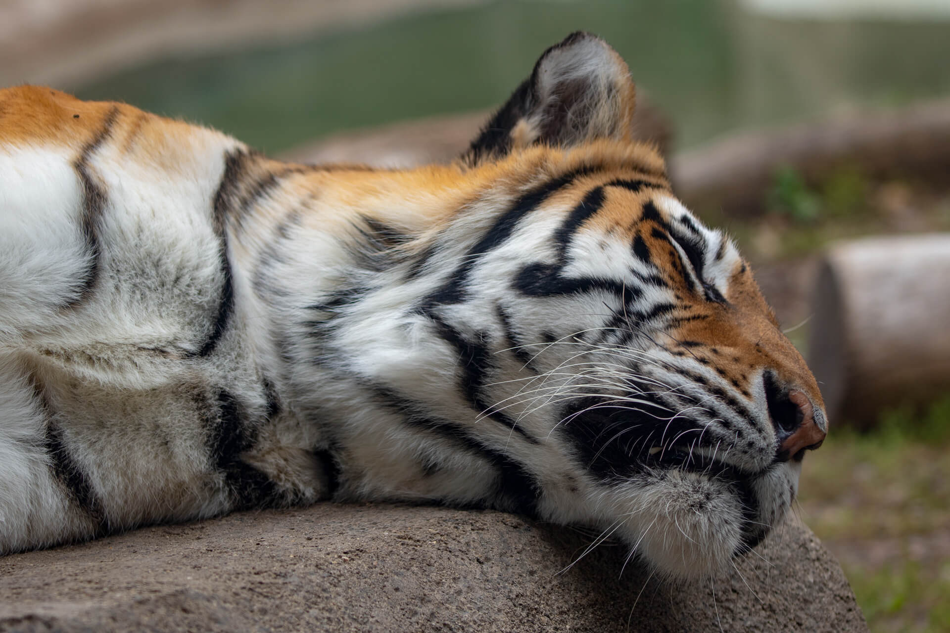 A tiger rests in the sun at the Milwaukee County Zoo.