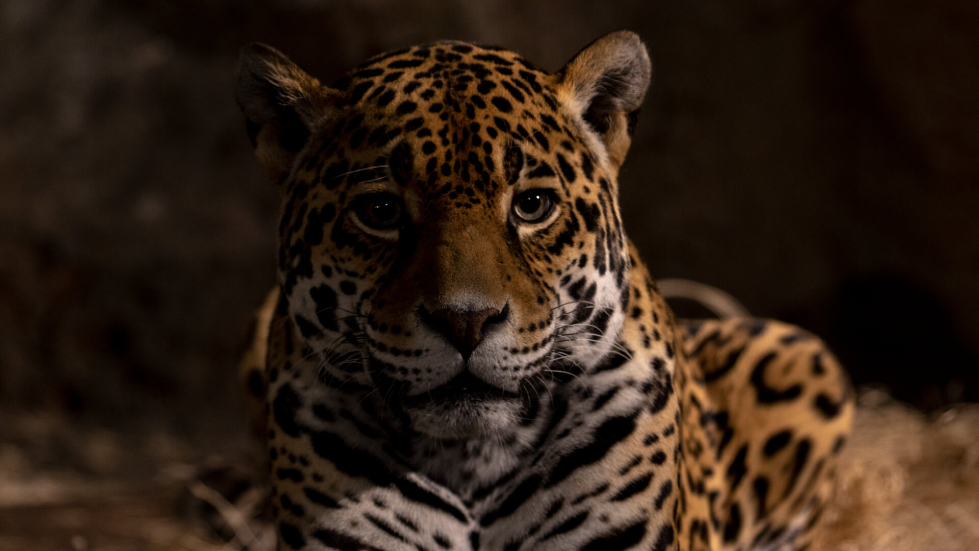 When a Jaguar sees through your soul.