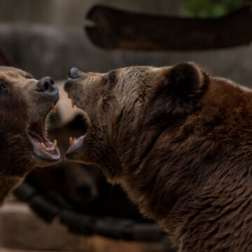 Brown Bear quarrel over the best place to snooze, bear-ing teeth,and throwing paws.