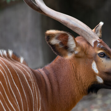 An Eastern Bongo; with spiraled, u-shape horns.