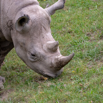 A Black Rhino mows the lawn the old-fashioned way.