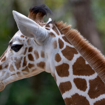 A giraffe pauses, shows off it’s little fluffy ossicones and whiskers.