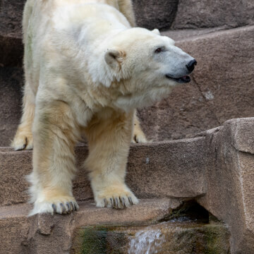 Look at the grin on this Polar Bear’s face. Coca-Cola really perks them up.