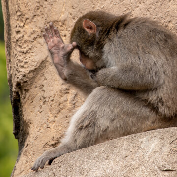 This Japanese macaque does not want to talk to me about his cars extended warranty, and waves me off.