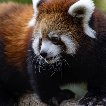 A red panda runs around on a tree limb at the Milwaukee Country Zoo.