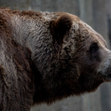 I wouldn’t want to run into this Grizzly in a dark alley, or a light alley either.