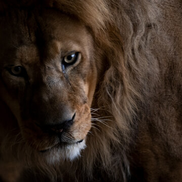 Thankful glass divides us as a lion ogles my gluteus maximus.
