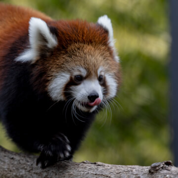 A young red panda licking his chops.