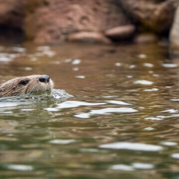 A North American River Otter grabs a breath before slipping back under the water.