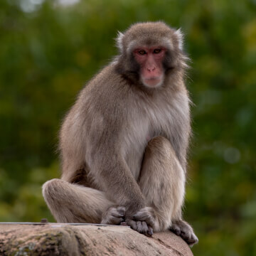 A Japanese macaque (snow monkey) reigns supreme at the highest point of Macaque Island...for a minute.