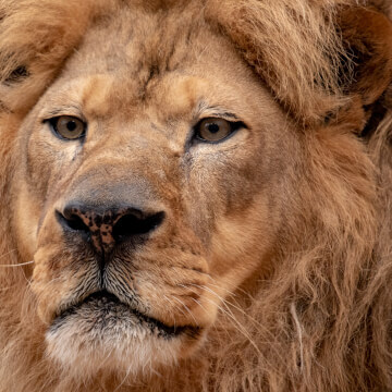 Why are Lions considered kings of the jungle anyway?
