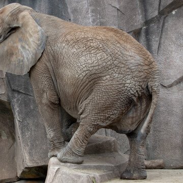 An African elephant stretches for some water that’s more to his liking. 