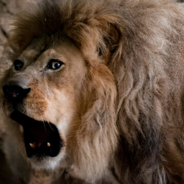 This big kitty-cat makes himself known; roaring-up the joint.
