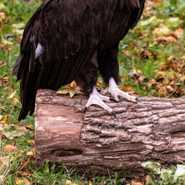 A Cinereous vulture making a racket.