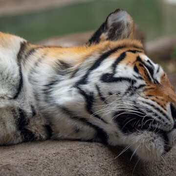 A tiger rests in the sun at the Milwaukee County Zoo.