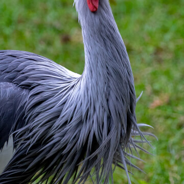 My shutter has captured the attention of a grey crowned crane at the Milwaukee County Zoo.