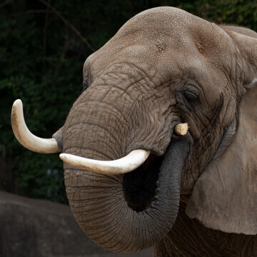 An African elephant joyfully chews on a stick he found.