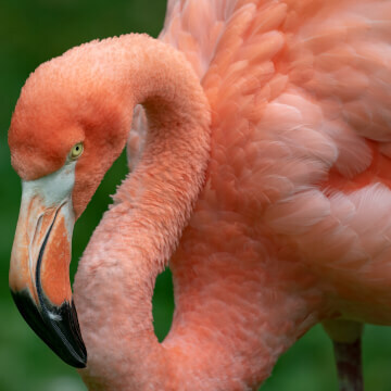 A flamingo wading around at the Milwaukee County Zoo.