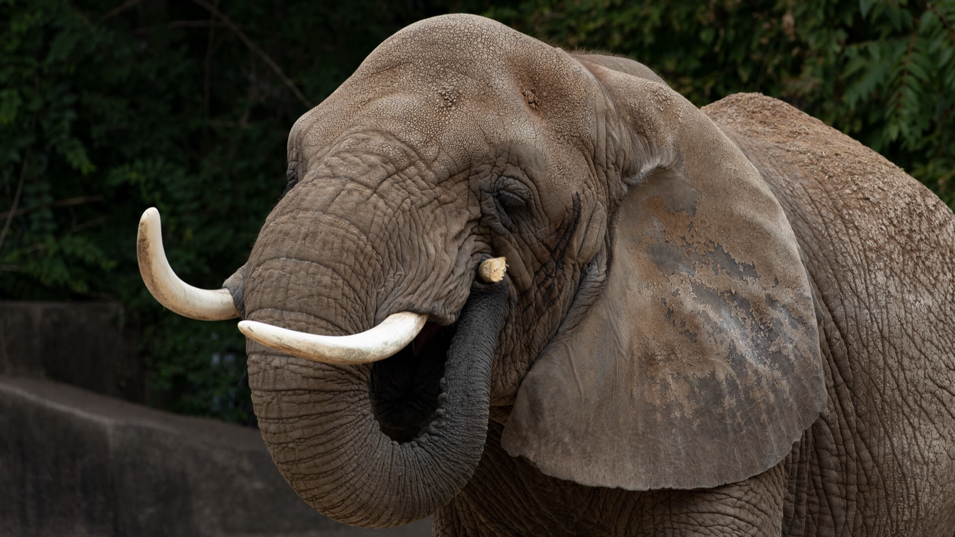 An African elephant joyfully chews on a stick he found.