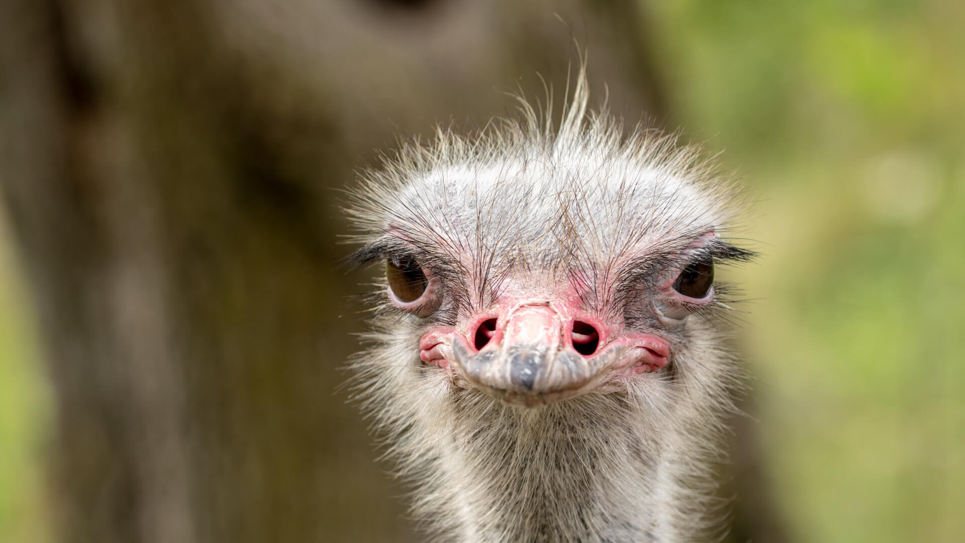 This ostrich is walking around with a bit of an up-do.