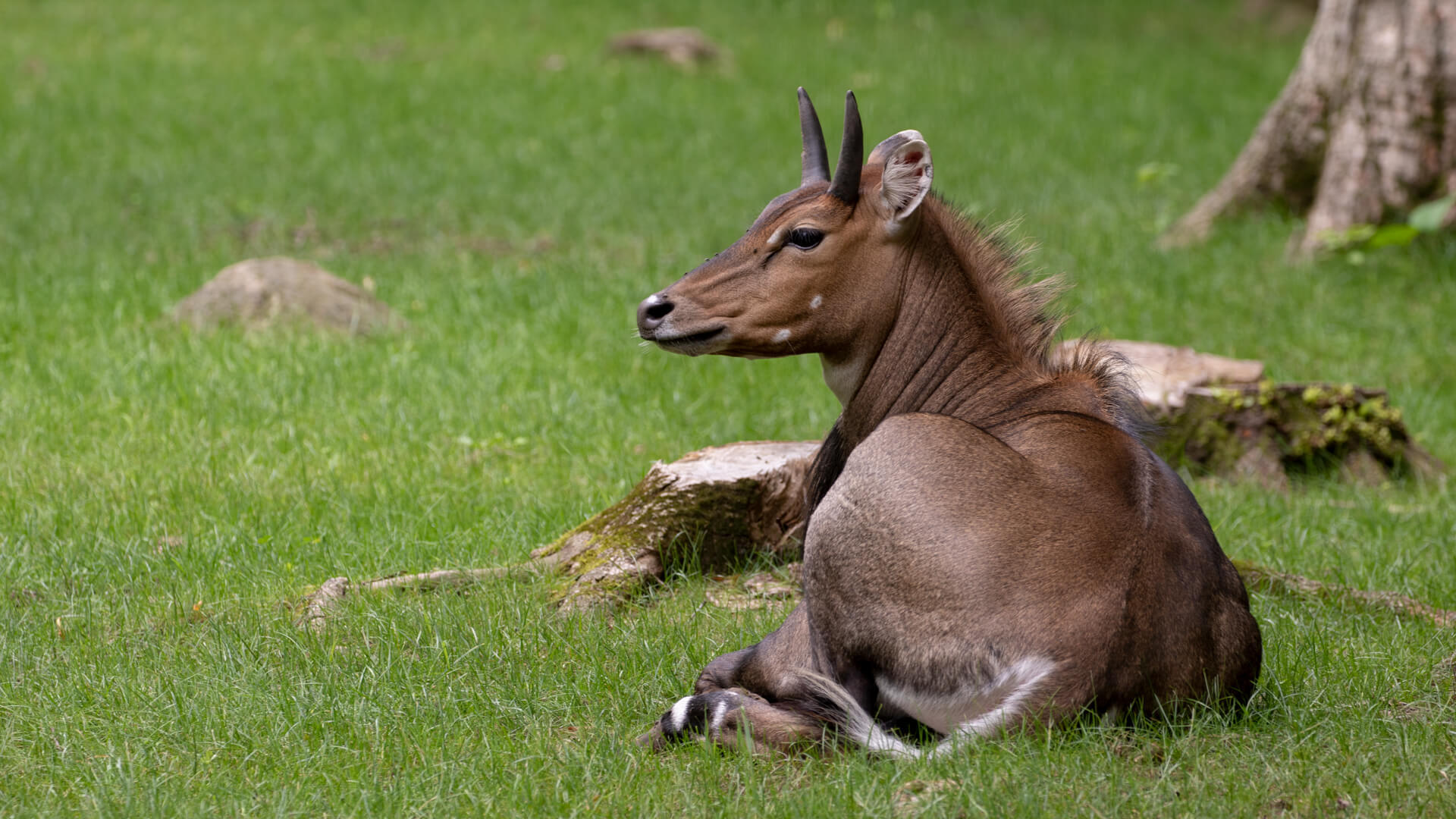A nilgai basks in the sun at the Shalom Wildlife Zoo.