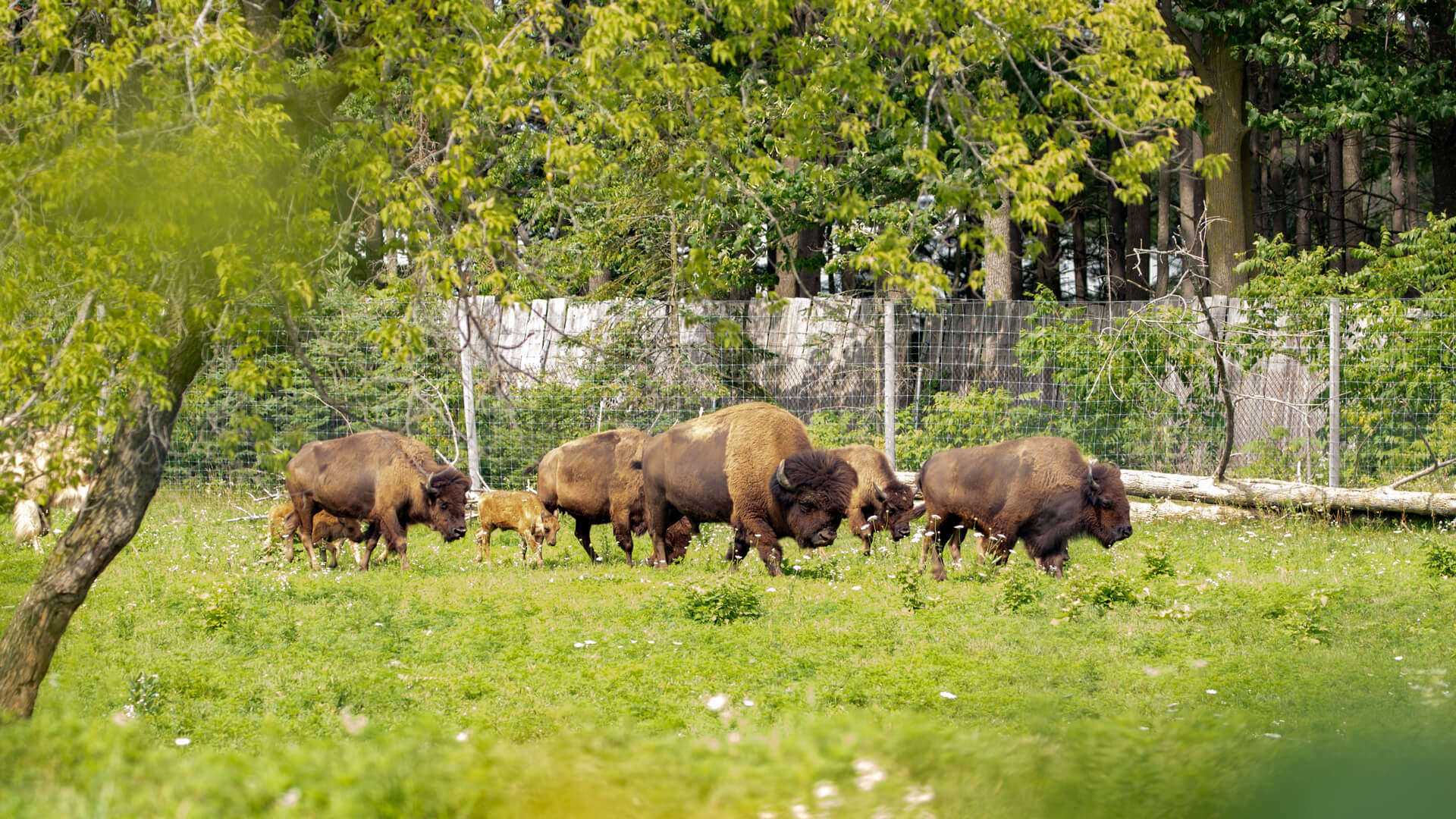American plains bison herd tour their area of the Shalom Zoo.