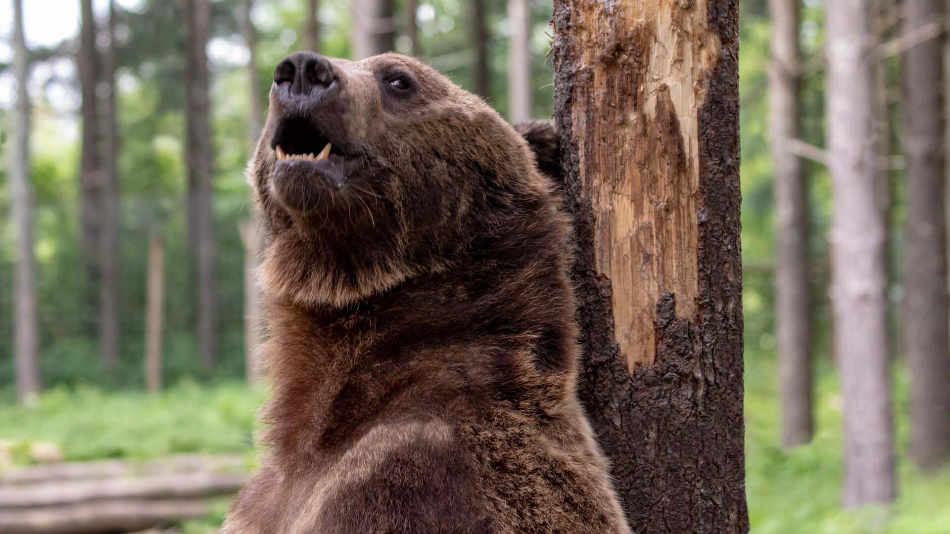 I Photoshoped the wire fence out of this photograph of a grizzly bear.
