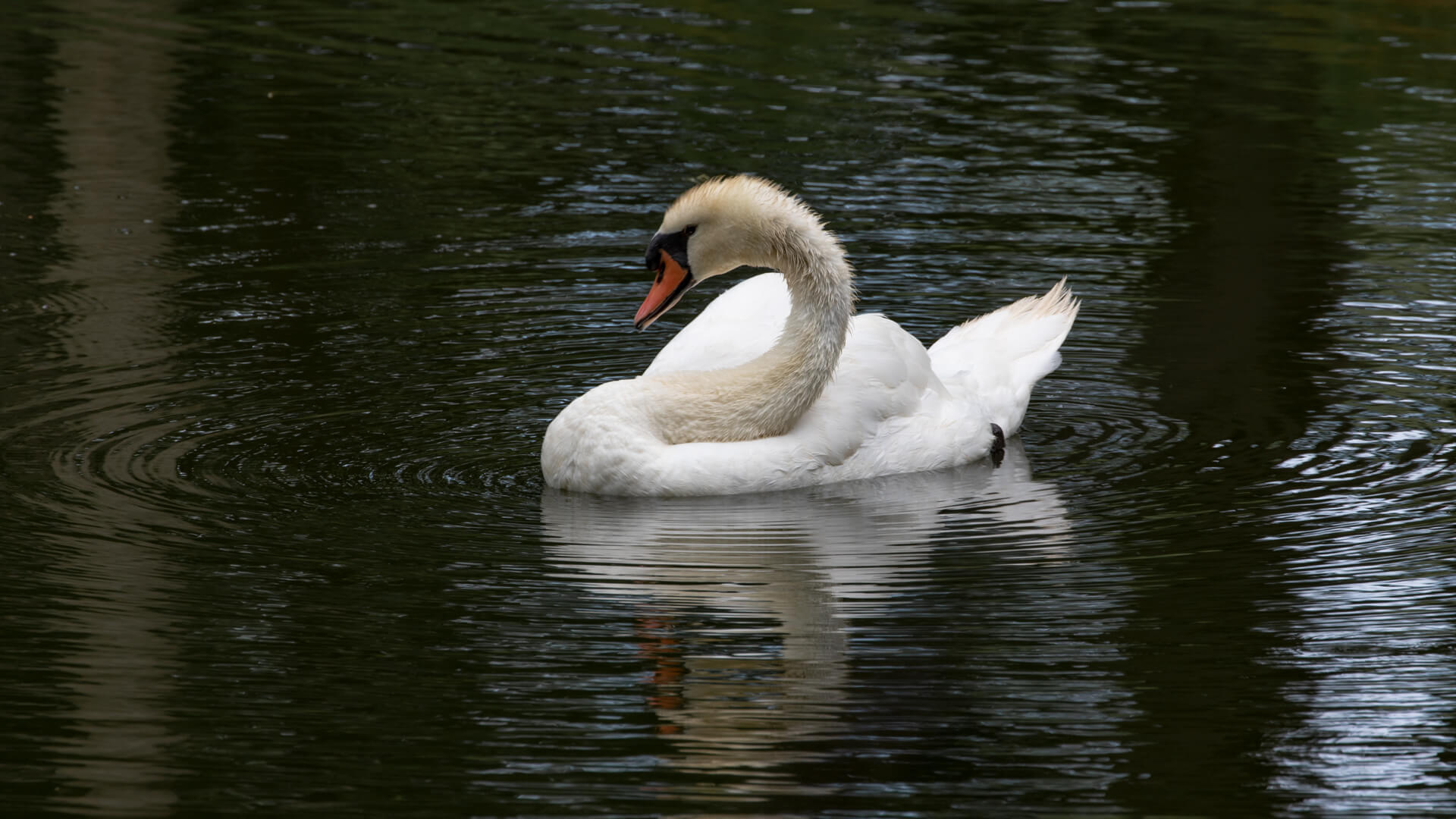 A beautiful Mute Swan does a cleanes.