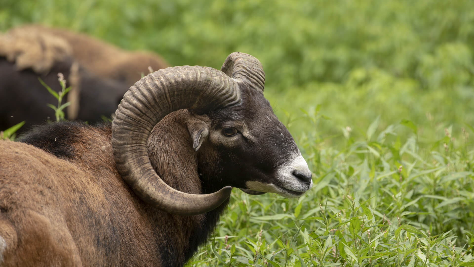 Mouflon sheep with large curved horns at the Shalom Wildlife Zoo.