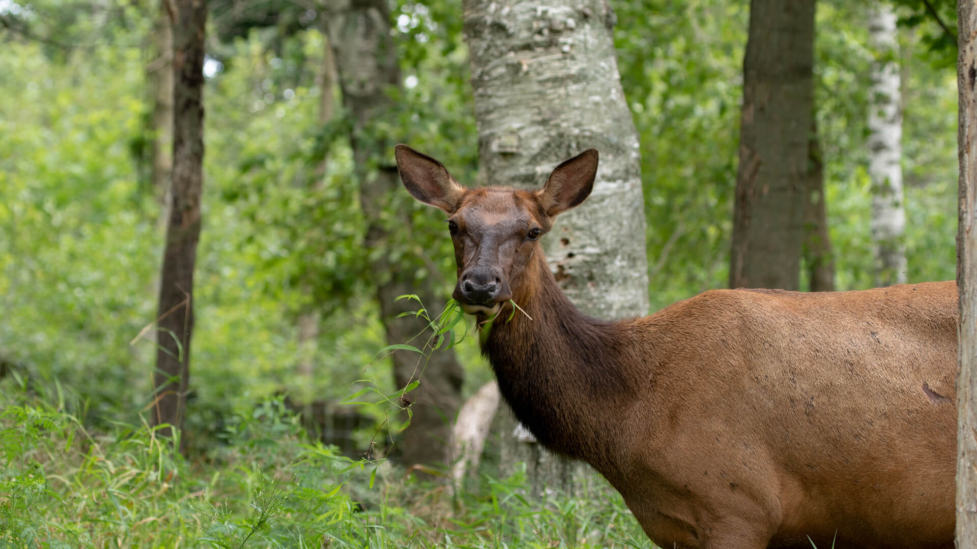 A cow elk noms on some leaves.