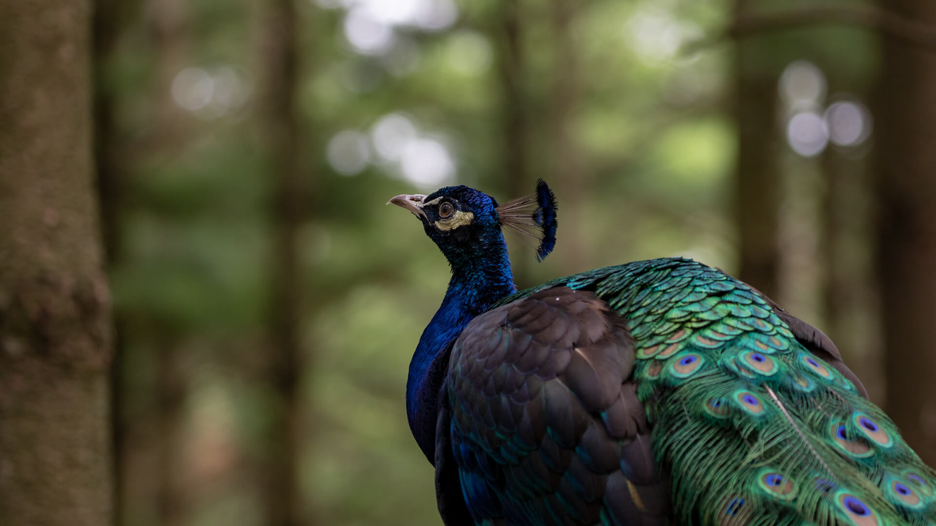 A peacock makes himself known throughout the Shalom Zoo with his piercing calls.