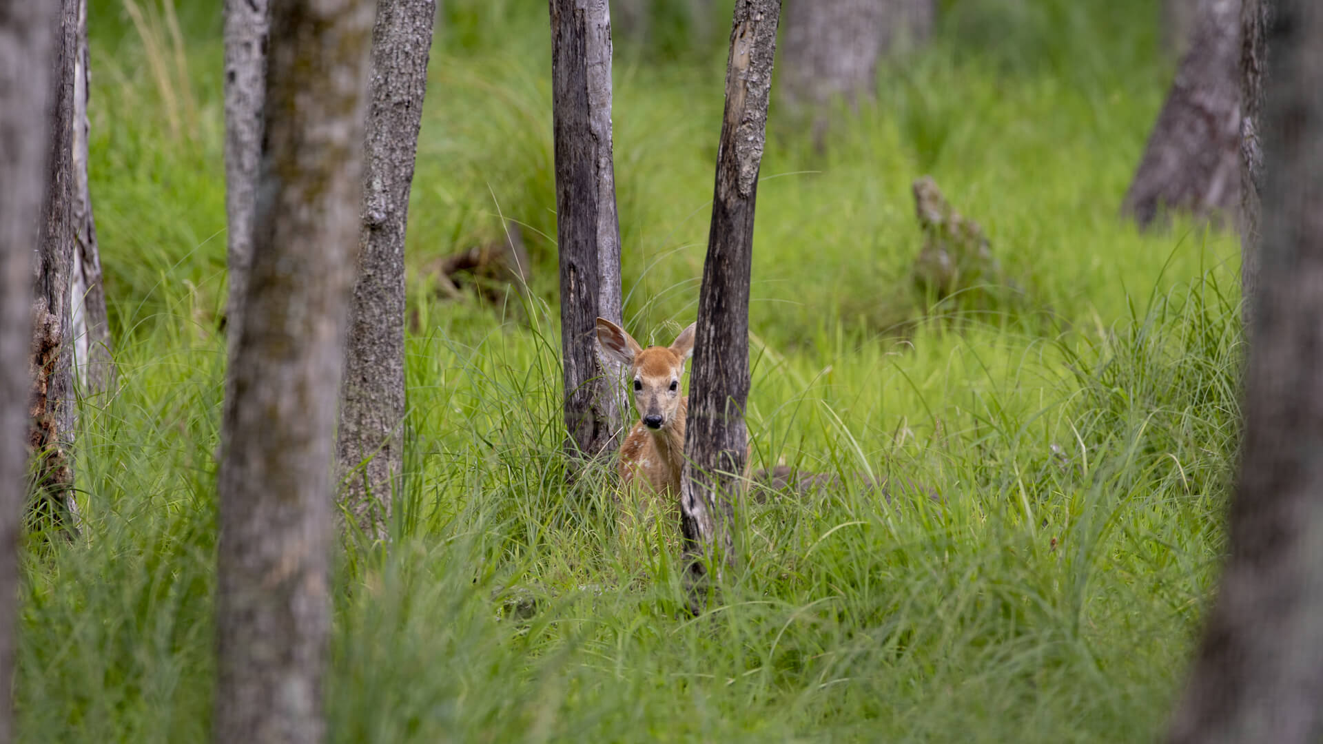 White-tailed deer fawn peeks out from behind a tree.