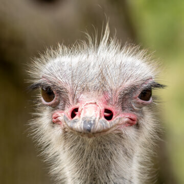 This ostrich is walking around with a bit of an up-do.